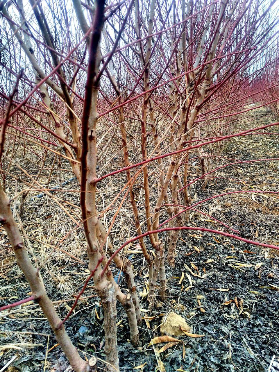 با نهال دیم پالیز، از زمین خشک هم سود میلیاردی برداشت کنید 2