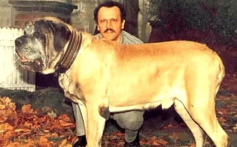 نام این سگ غول‌پیکر در گینس ثبت شد