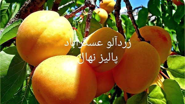 بازار آریا