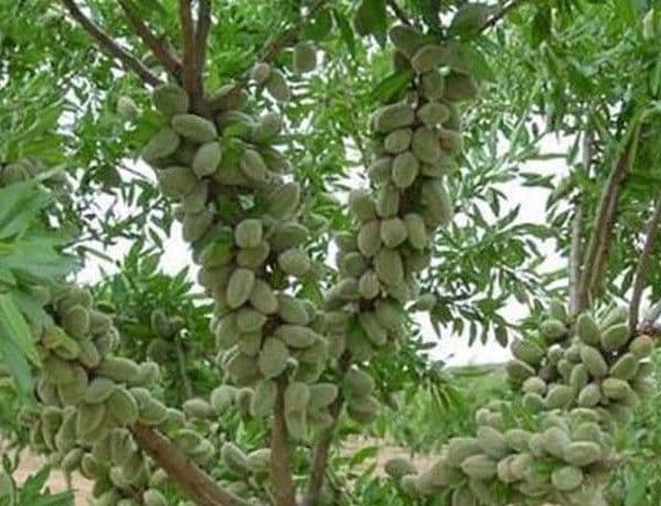 چگونه با خرید و کاشت نهال بادام در کوتاه‌ترین زمان به درآمد برسیم 2