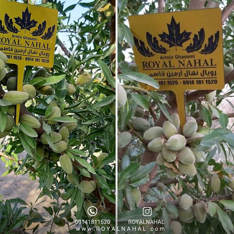 بهترین روش آبیاری نهال بادام در مناطق خشک و کم آب