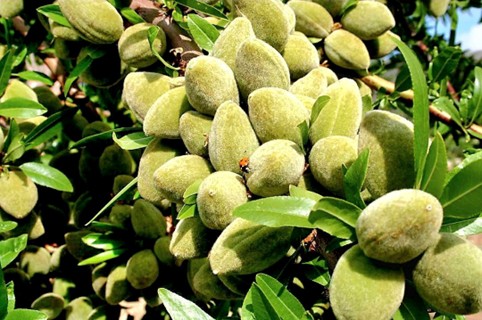 مقایسه سه نوع بادام پرفروش با درآمدمیلیاردی در نهالستان پالیز 2