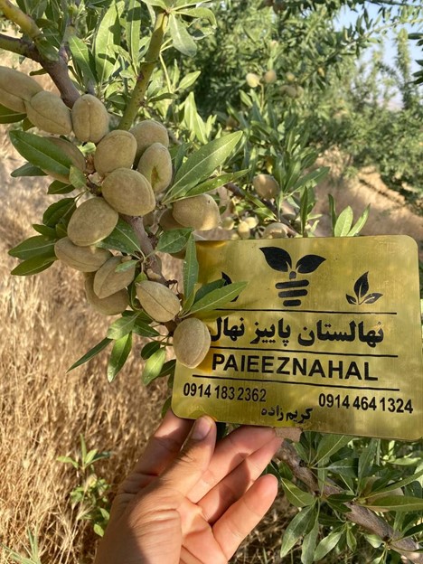 پیش فروش پاییزنهال، بزرگ ترین نهالستان کشور آغاز شد؛ به قیمت باورنکردنی فقط به قیمت پارسال 2