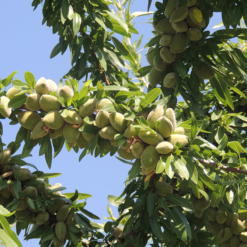 با طرح توجیهی باغ بادام و با انواع نهال بادام آشنا شوید