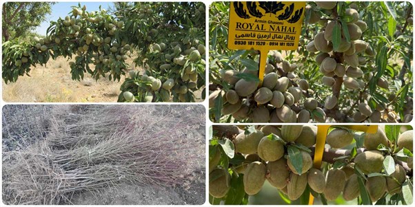پربارترین ارقام بادام دیرگل؛ انتخابی اقتصادی برای باغدارن مناطق خشک و کم آب 2