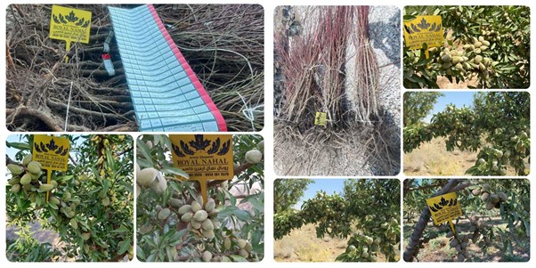 پربارترین ارقام بادام دیرگل؛ انتخابی اقتصادی برای باغدارن مناطق خشک و کم آب 4