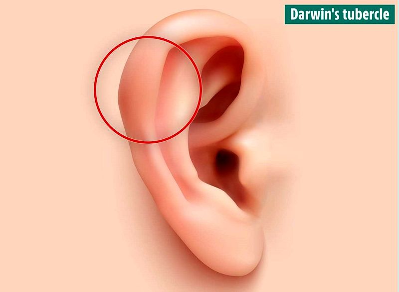 10 عضو بدن که از وجودشان بی‌خبر بودید را بشناسید + عکس 3