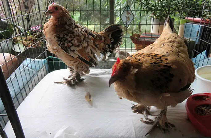 عکس| با پیرترین مرغ جهان آشنا شوید