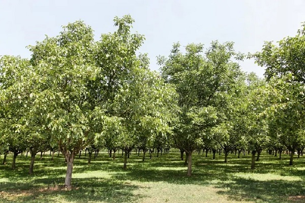 نهال گردو فرانکت