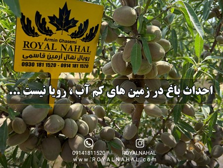 بادام، نهالی کم دردسر با سود چشمگیر میلیاردی