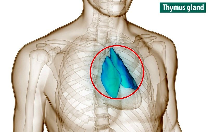 10 عضو بدن که از وجودشان بی‌خبر بودید را بشناسید + عکس 9