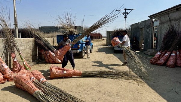 درآمدزایی 10میلیاردی در هکتار با کاشت نهال گردو ژنوتیپ 12 پالیز 3