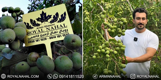 درآمد میلیاردی از زمین خالی با کاشت نهال گردو ژنوتیپ تیپ 7 2