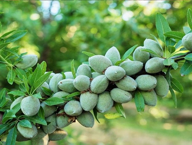 با نهال بادام بحران بی آبی را پشت سر بگذارید و به سود از باغداری برسید 2