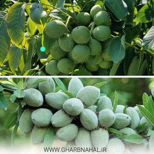 کاشت نهال بادام مقاوم به کم آبی، راهی نوین برای باغداری در خشکسالی 3