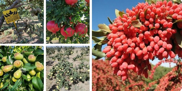 تولید یک میلیون نهال مقاوم به کم آبی در آذربایجان غربی در نهالستان آرمین قاسمی 2