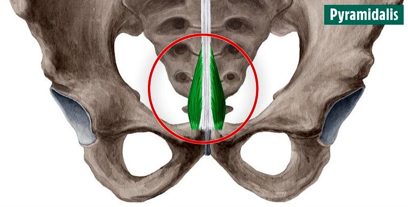10 عضو بدن که از وجودشان بی‌خبر بودید را بشناسید + عکس 6