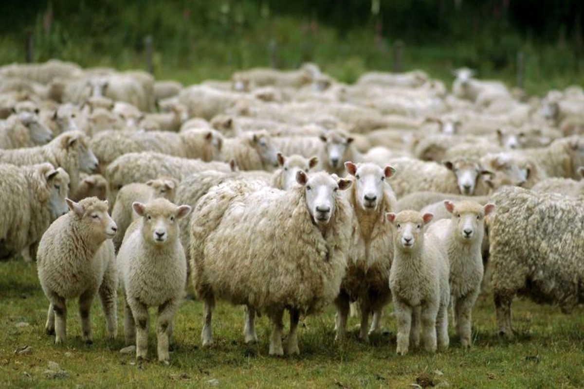 قیمت دام زنده چند؟/ گمانهزنیها درباره احتمال گرانی گوشت