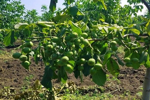 چگونه با احداث باغ گردو به درآمد میلیاردی دست یابیم؟ 3