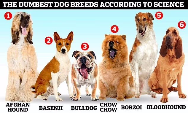 با کم هوش ترین نژادهای سگ آشنا شوید