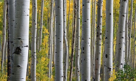 خرید نهال یارانه ای صنوبر یک ساله و 2ساله فقط با قیمت استثنایی 5هزار تومان و 15هزار تومان 2