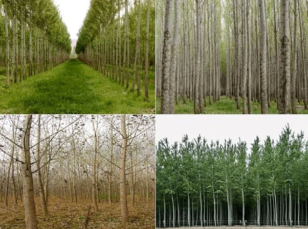 تولید 5 میلیون نهال صنوبر در نهالستان غرب نهال 3