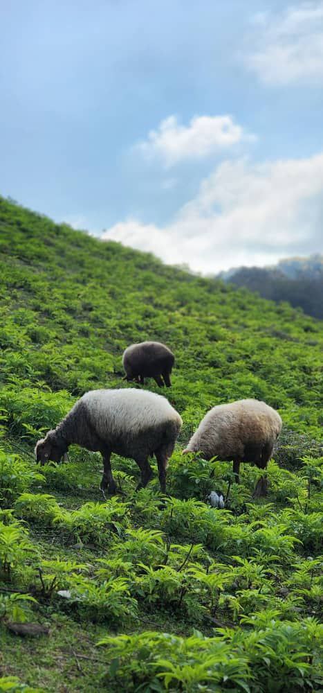 سفر به قاب رنگها؛ پاییز در «برنجستانک» 9