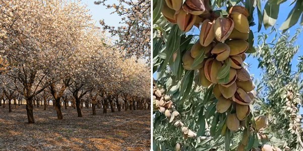 سرمایه گذاری سبز در دوران بحران آب با کاشت بادام مقاوم به کم آبی 4