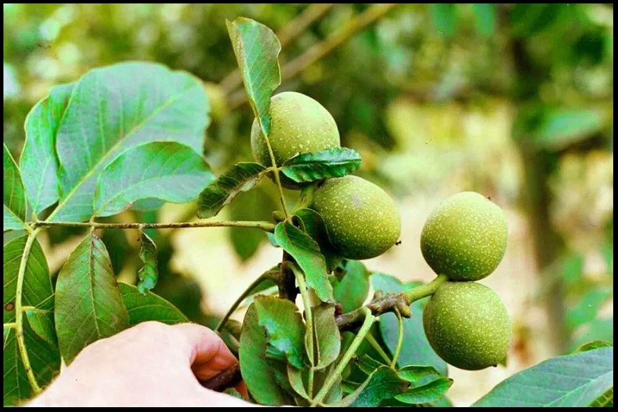 مراحل استفاده از فناوری‌ها برای کسب درآمد فوق‌العاده از کاشت نهال گردو