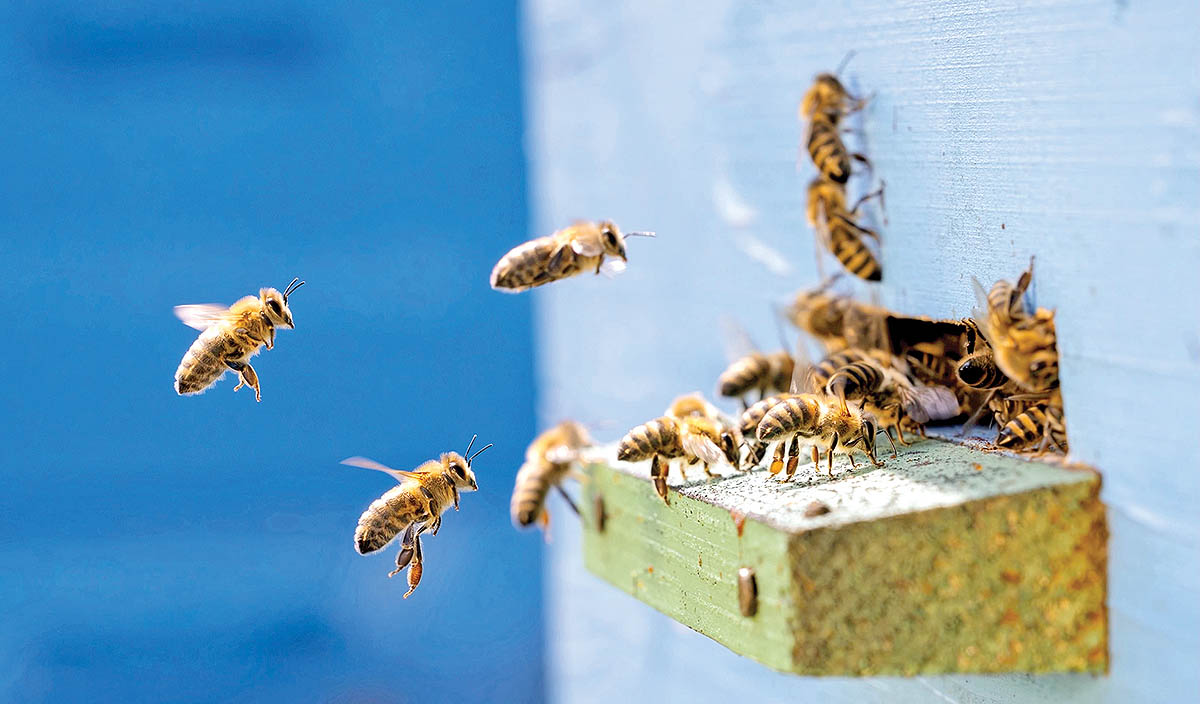«سندروم زنبور ملکه» چیست؟