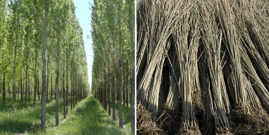 سود خالص 30 میلیاردی با کاشت نهال صنوبر، کمترین ریسک و بیشترین درآمد 2