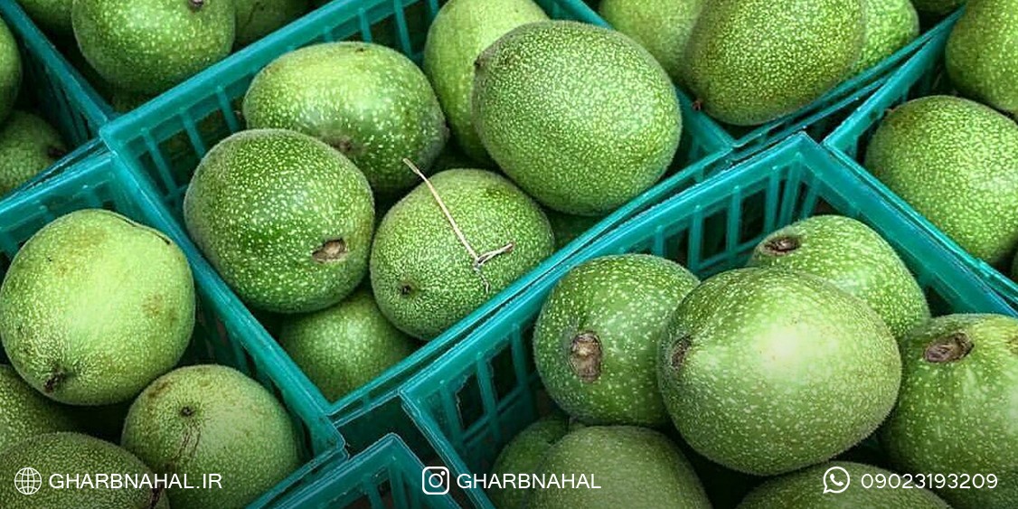 نهالستان غرب نهال مین کننده معتبر نهال گردو