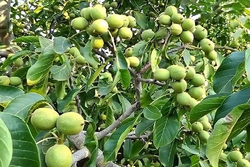 عرضه پنج میلیون اصله نهال یارانه ای به باغداران و کشاورزانی که زمین خالی دارند 4