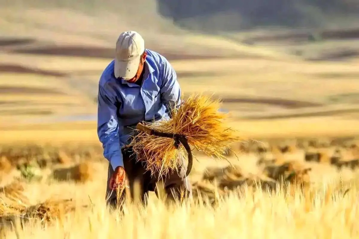 گندمکاران بخوانند/ زمان واریز ۱۱۰ همت مطالبات اعلام شد