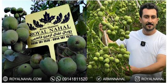 آرمین2