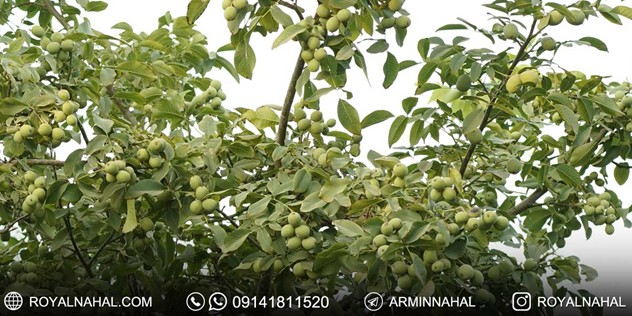 درآمد میلیاردی با احداث باغ گردو ژنوتیپ تیپ 7 (طلای سبز ایران)،(متناسب با اقلیم‌های کلیدی ایران) 5