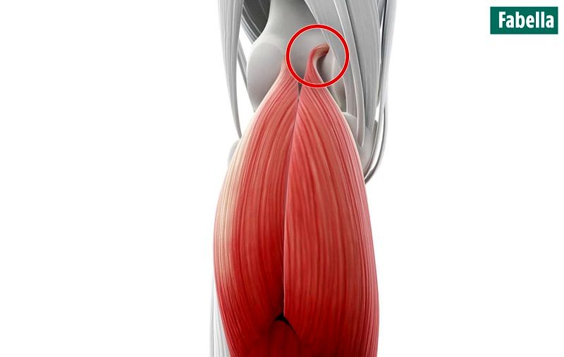 10 عضو بدن که از وجودشان بی‌خبر بودید را بشناسید + عکس 10