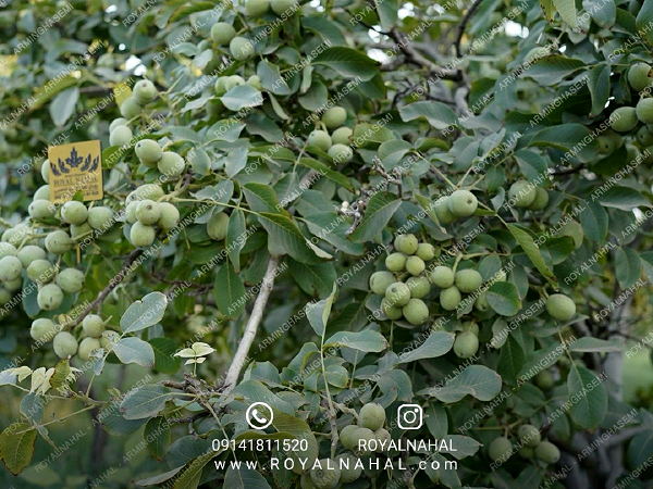 نکات کلیدی برای مبتدیان شروع موفقیت ‌آمیز در سرمایه‌ گذاری باغ گردو