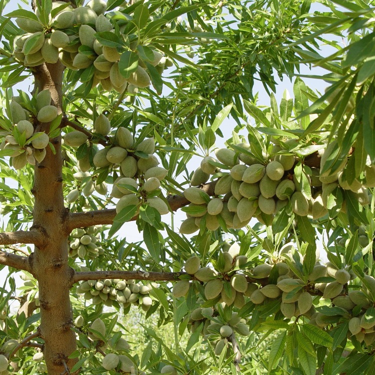 با طرح توجیهی باغ بادام و با انواع نهال بادام آشنا شوید 2