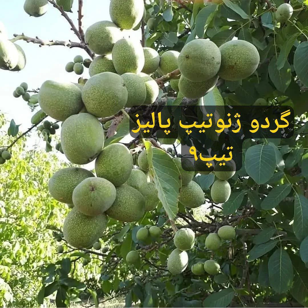 بازار آریا