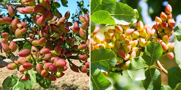 بزرگترین تولید کننده نهال پسته پیوندی شناسنامه دار در ایران 3