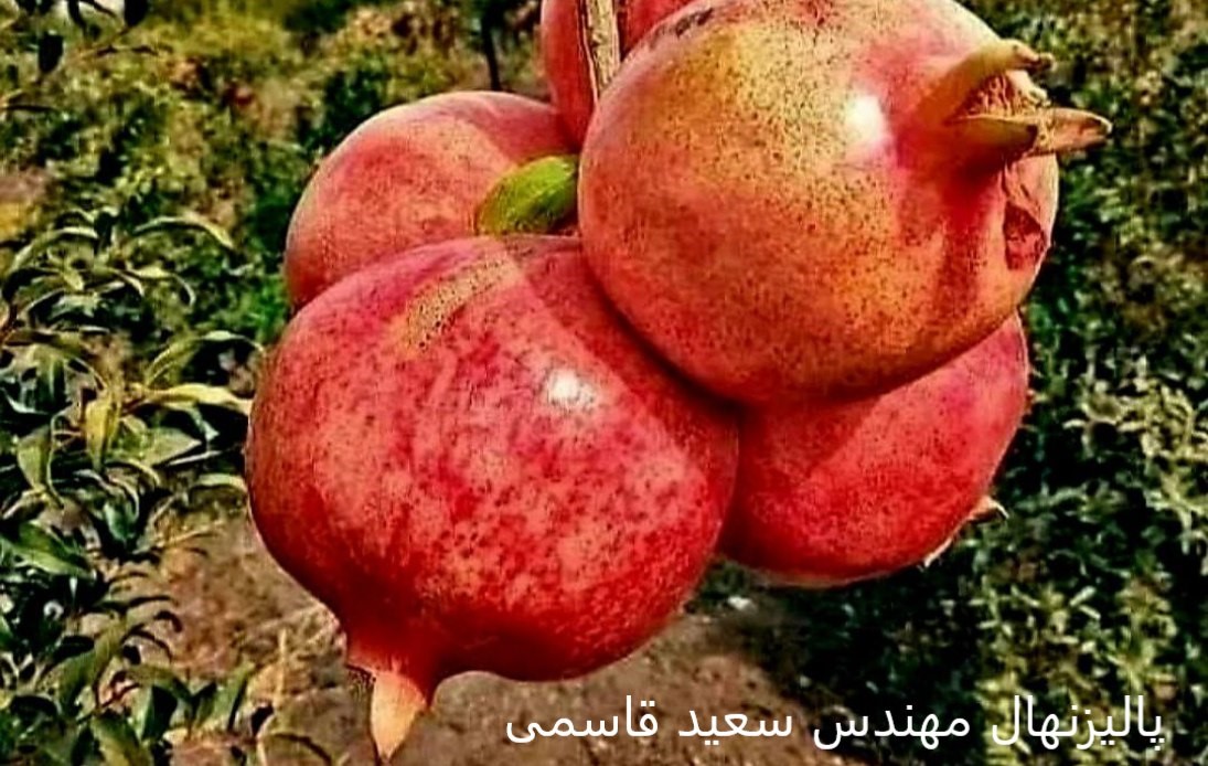 بازار آریا