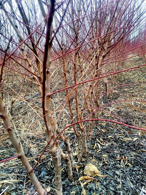 نهال بادام دیم مناسب مناطق سردسیری را بشناسید 2