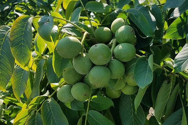 تولید یک میلیون نهال گردو پیوندی چندلر و فرنور در نهالستان غرب نهال 3