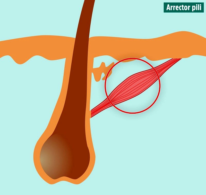 10 عضو بدن که از وجودشان بی‌خبر بودید را بشناسید + عکس 5