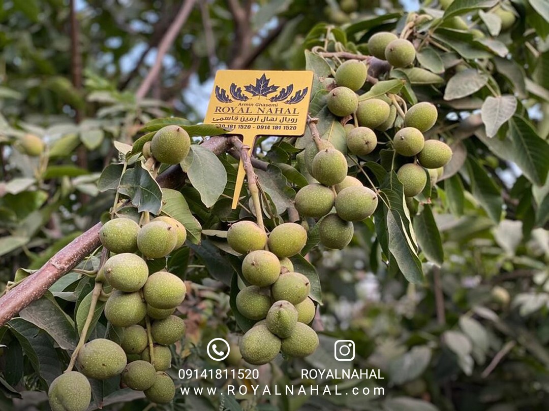 سمپاشی اصولی و درست