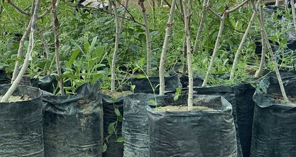 بزرگترین تولید کننده نهال شناسه دار در ایران 3