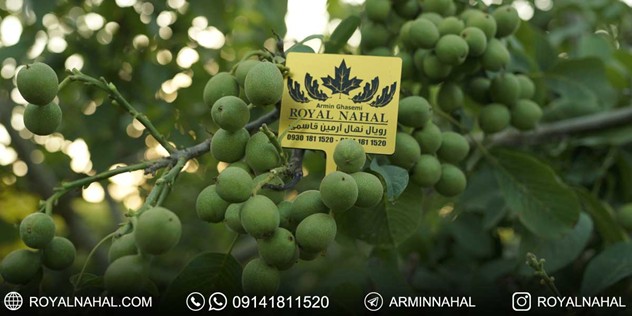 درآمد میلیاردی با احداث باغ گردو ژنوتیپ تیپ 7 (طلای سبز ایران)،(متناسب با اقلیم‌های کلیدی ایران) 4