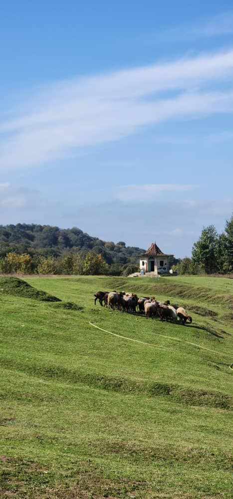 سفر به قاب رنگها؛ پاییز در «برنجستانک» 8