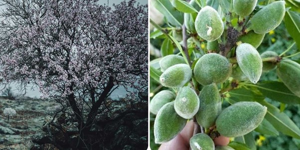 سرمایه گذاری سبز در دوران بحران آب با کاشت بادام مقاوم به کم آبی 2